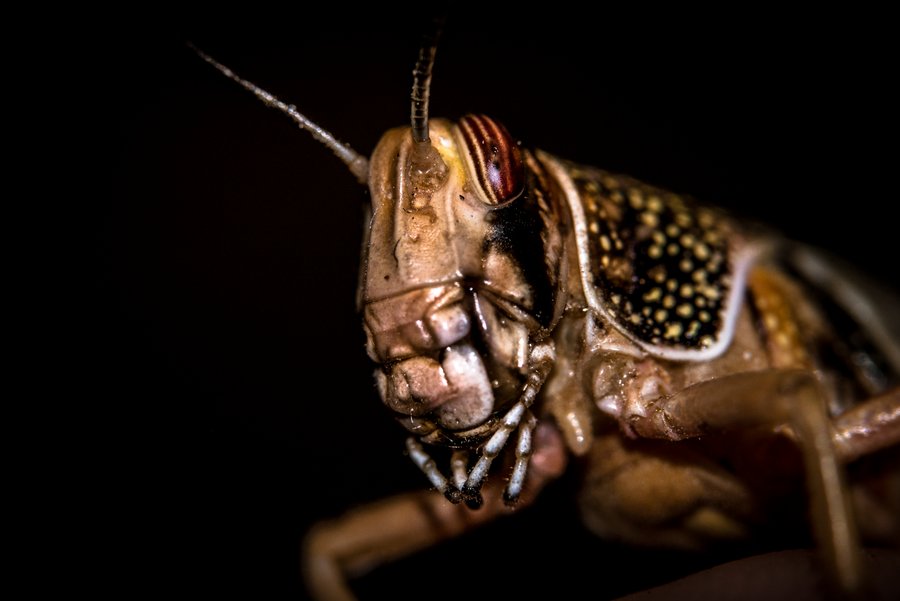 Orthoptera