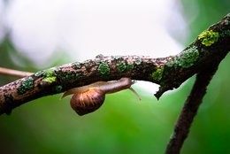 Happy Snail