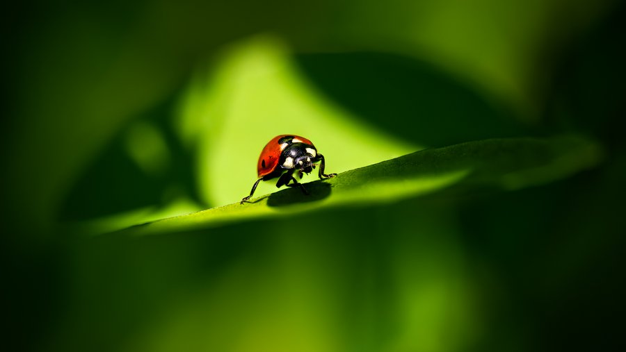 The One Ladybug