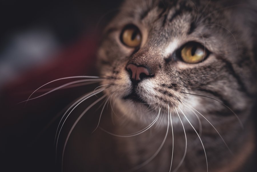 Cat Beard