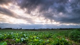 The Clouds on the Field