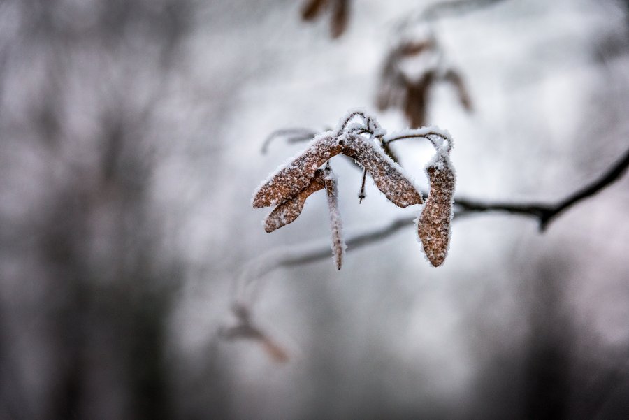 Cold Leafs