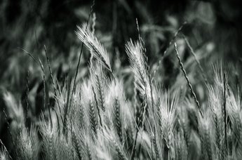 BW Grass