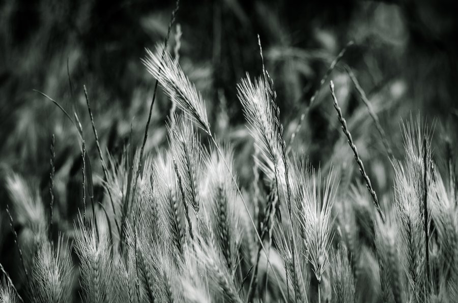 BW Grass