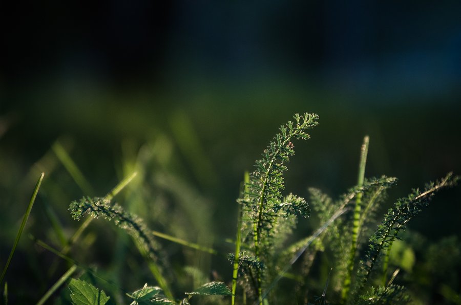 In the Meadow