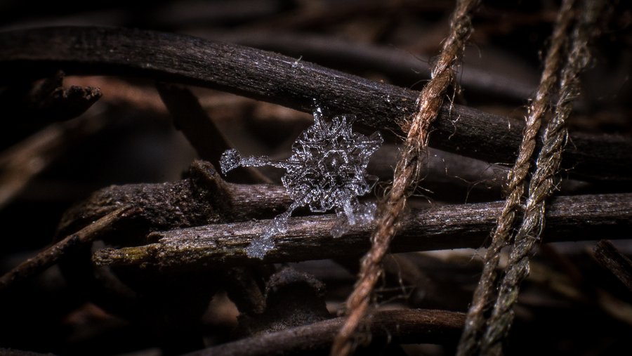 Little Snowflake