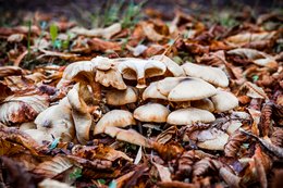 Herbstliche Pilze