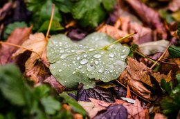 Leaves