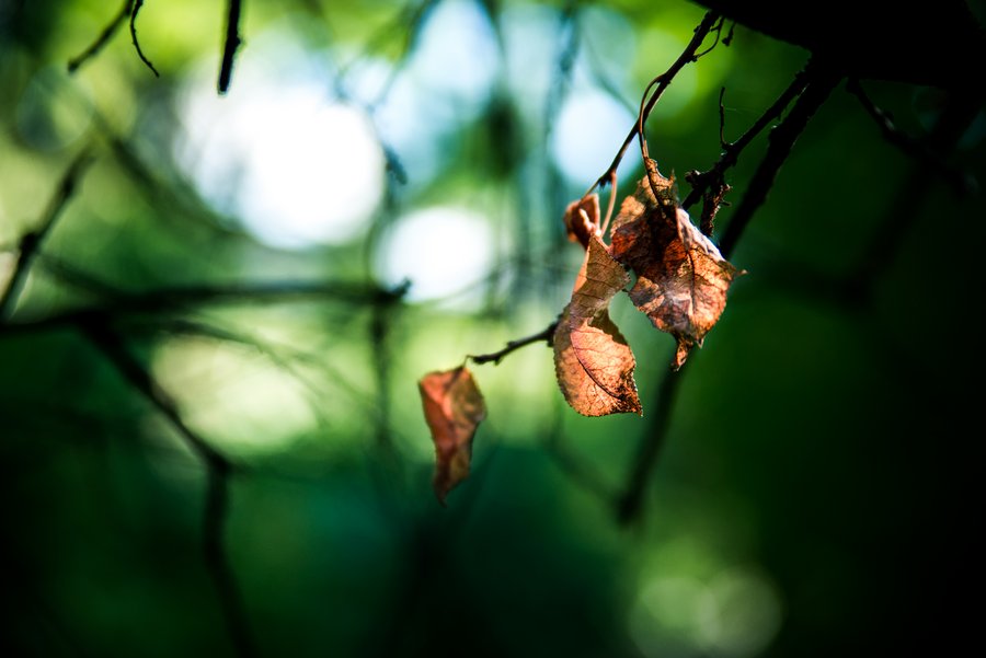 Leafs in the Forest