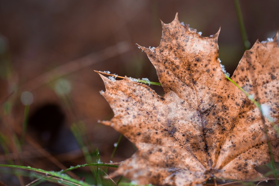 Snow Leaf