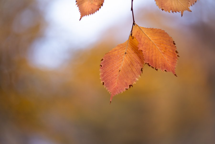 The Organge Leafs