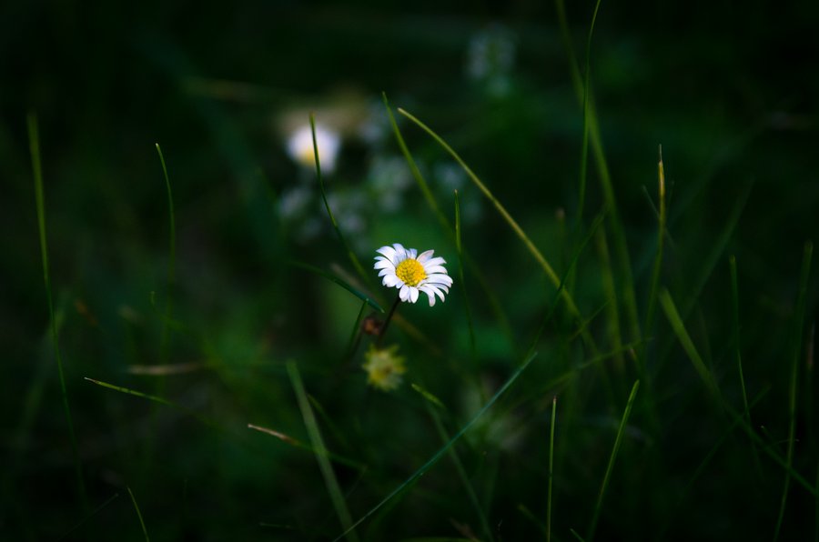 Gänseblümchen