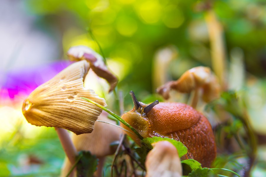 Mushroom Dish