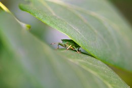 Under the Leaf