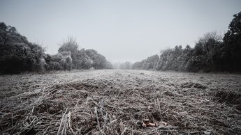 The Ice Field