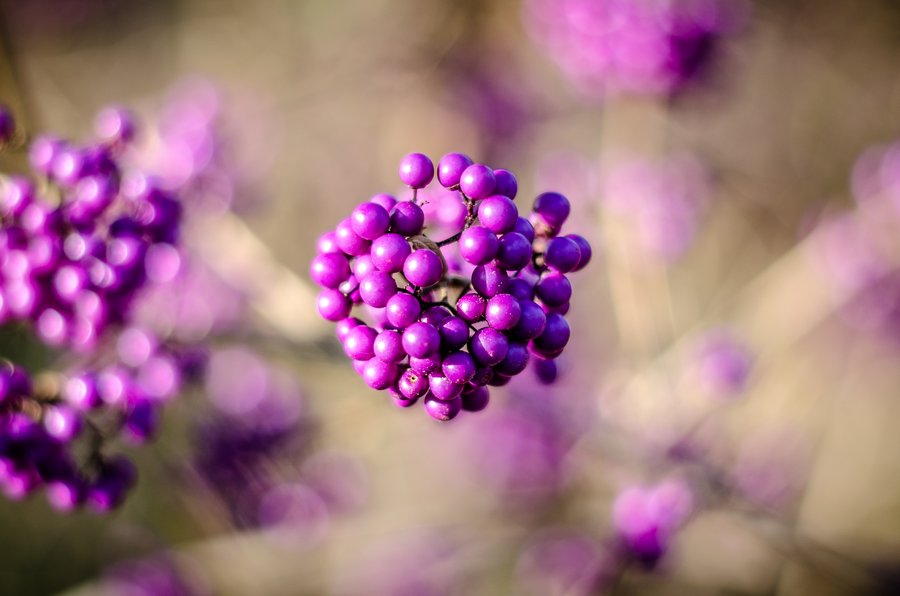 Herbstliche Beeren 2