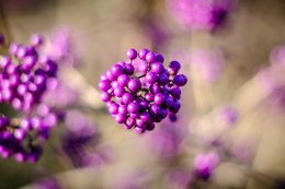 Herbstliche Beeren 2