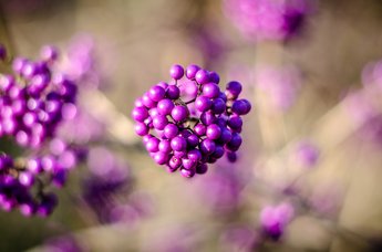 Herbstliche Beeren 2