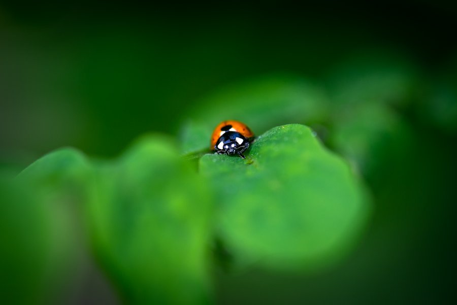 Chillout Ladybug