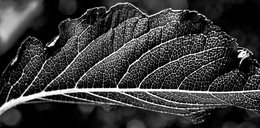 Dark Leafy