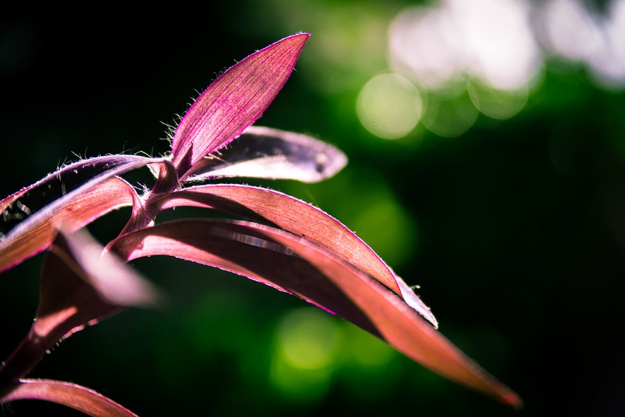 Little Plant Hairs