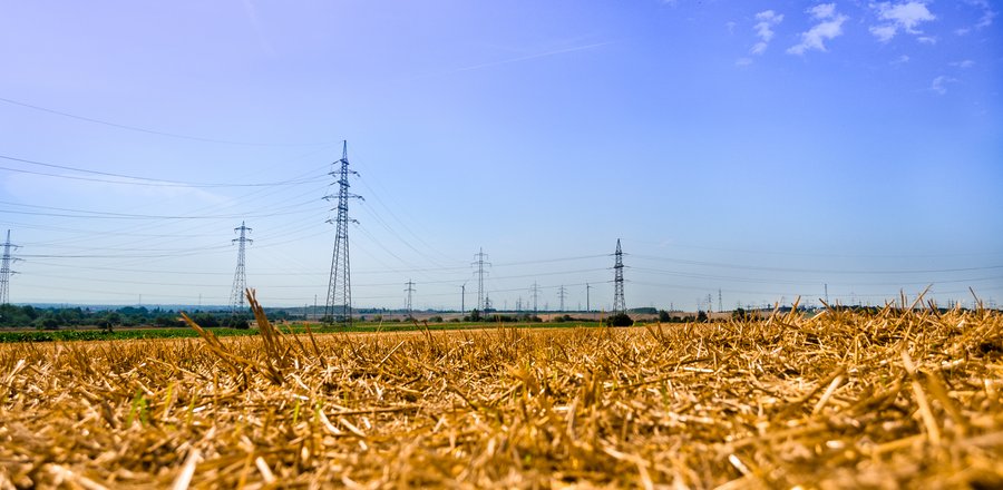 Golden Field