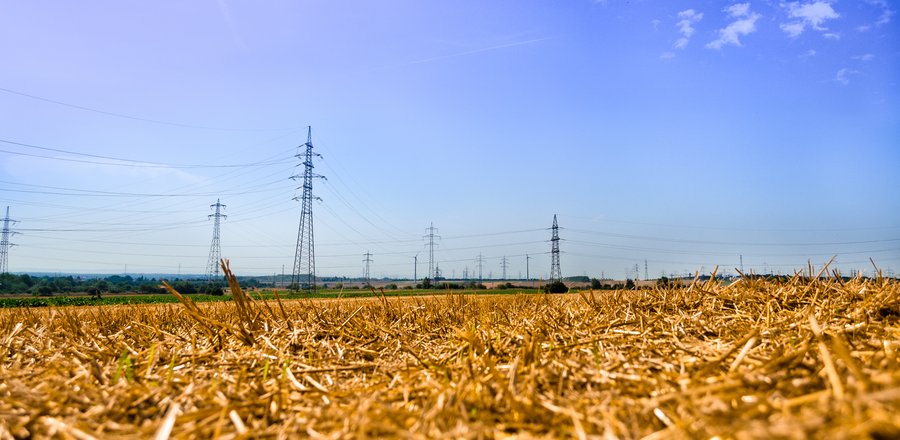 Golden Field