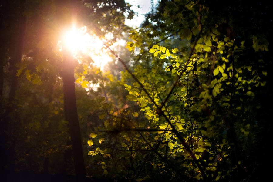 Forest Sunset