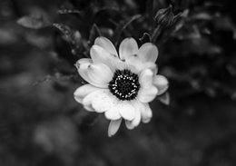 BW Flower