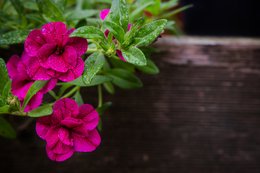 Garden Flowers