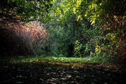 Late Summer by Sunset