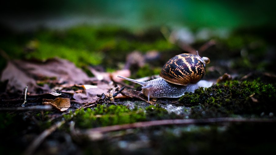 Mother Snail