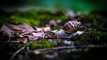 Mother Snail