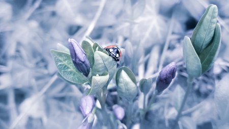 Viola Ladybug