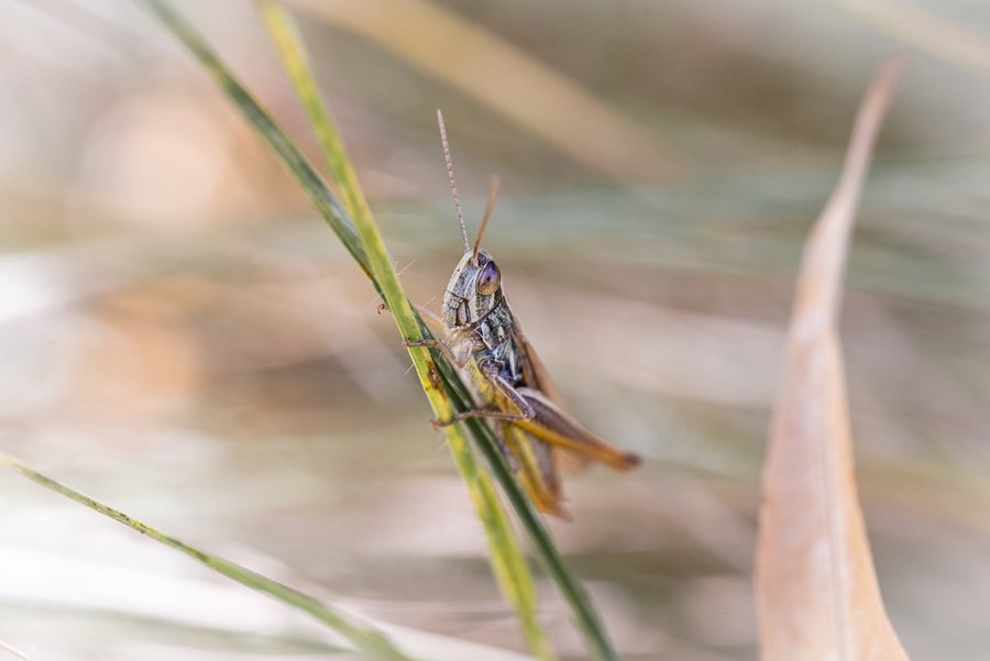 The Meadow Hopper