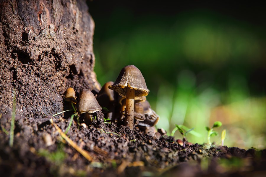 Fungi Forest