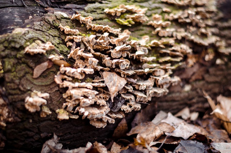 Bracket fungus